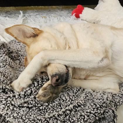 Enlarge Para, a Adoptable mixed breed in Richmond, VA image 2/6