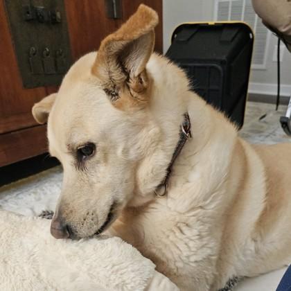 Enlarge Para, a Adoptable mixed breed in Richmond, VA image 3/6