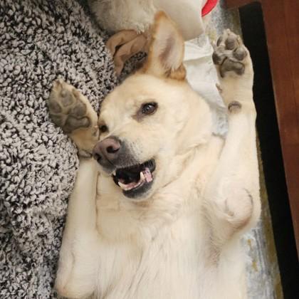 Enlarge Para, a Adoptable mixed breed in Richmond, VA image 5/6