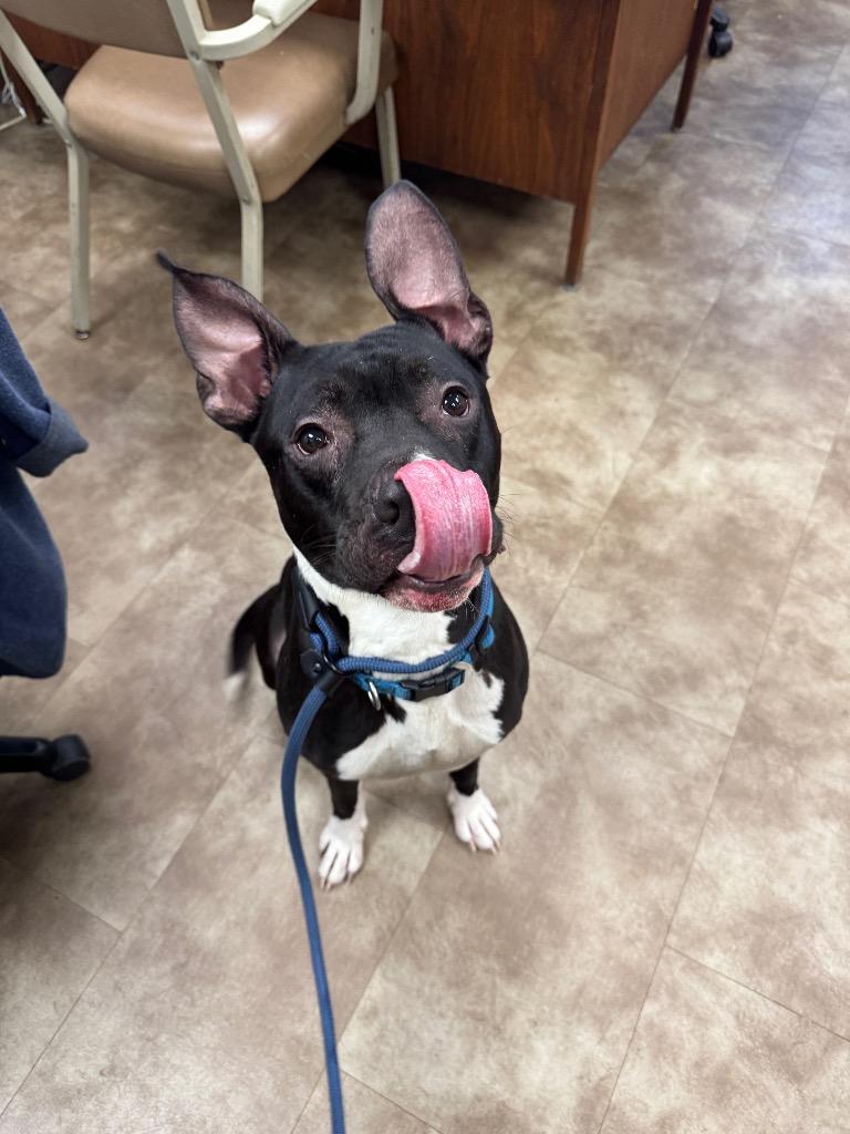 Carson, Adoptable, Adult Male Mixed Breed.