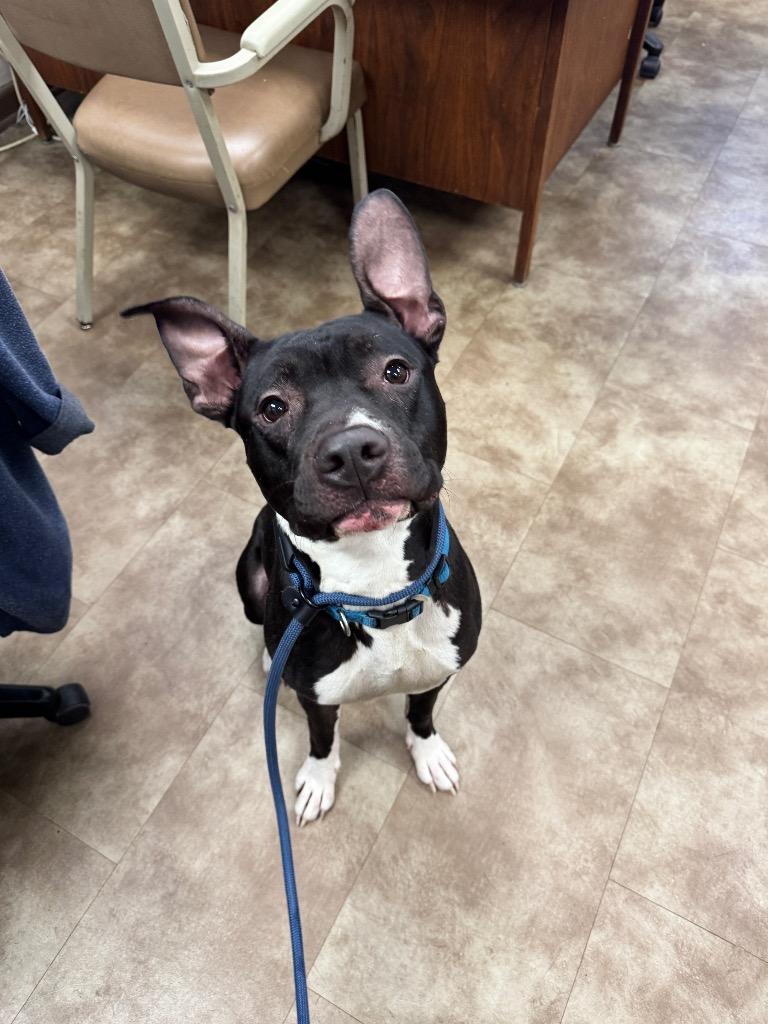 Carson, a Adoptable mixed breed in Springfield, OH image 2/2