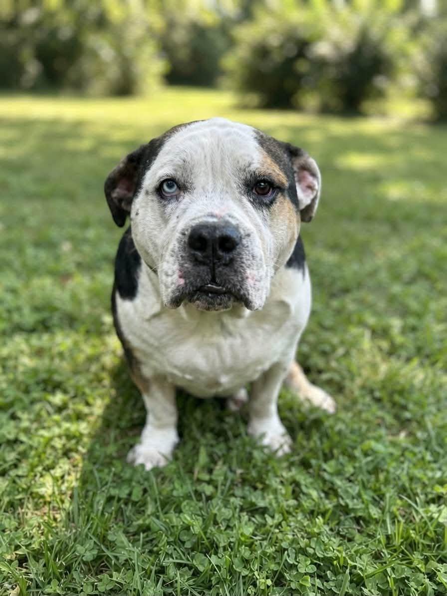 Enlarge Brutus, a Adoptable mixed breed in Ossining, NY image 2/2