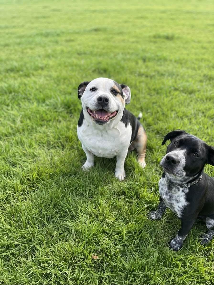 Brutus, Adoptable, Adult Male English Bulldog & Beagle.