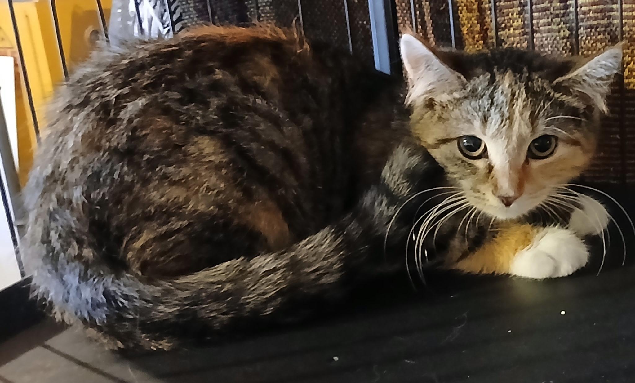 Sprinkles, adopted, Kitten Female Domestic Short Hair.