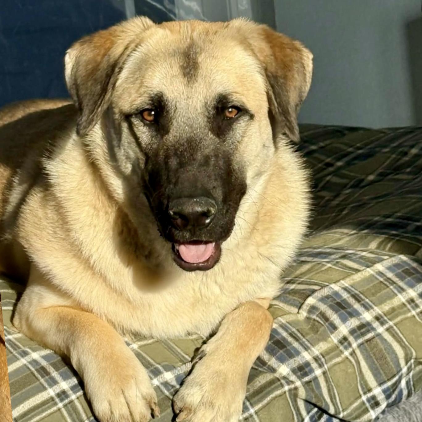 Enlarge Loki, a ADOPTABLE mixed breed in Mead, CO image 1/6