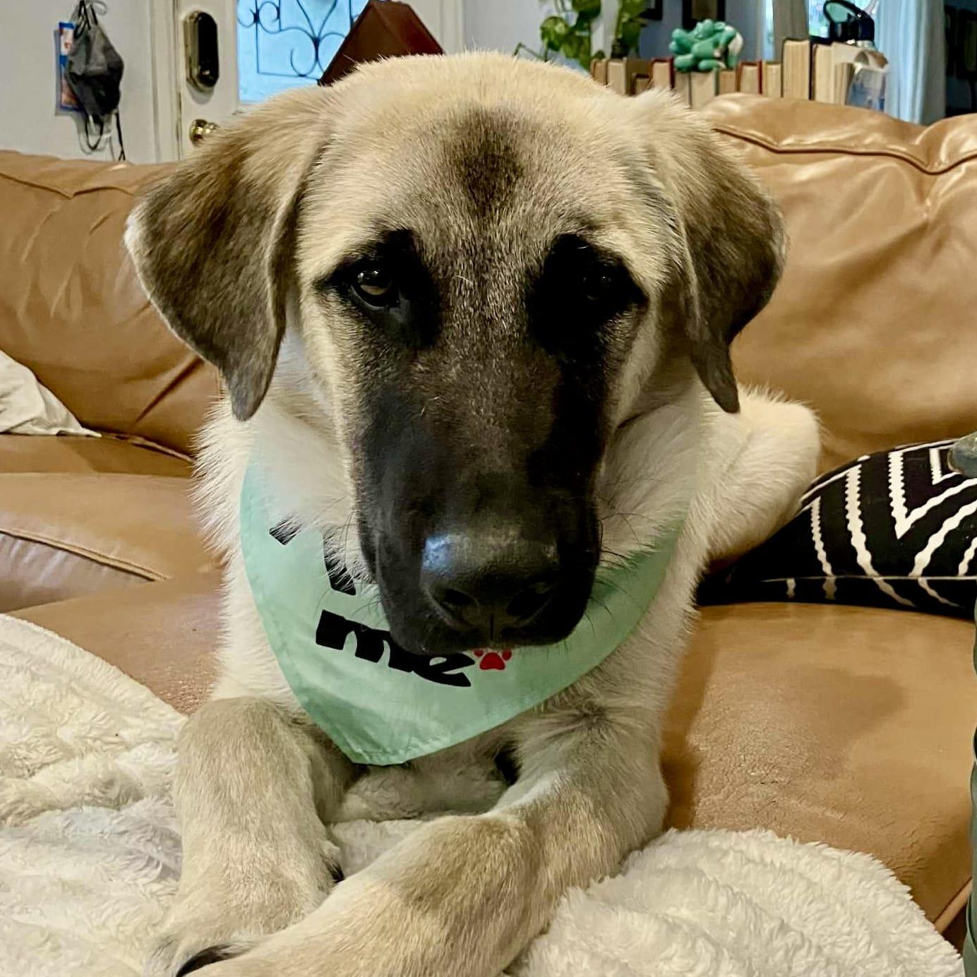 Enlarge Loki, a ADOPTABLE mixed breed in Mead, CO image 2/6