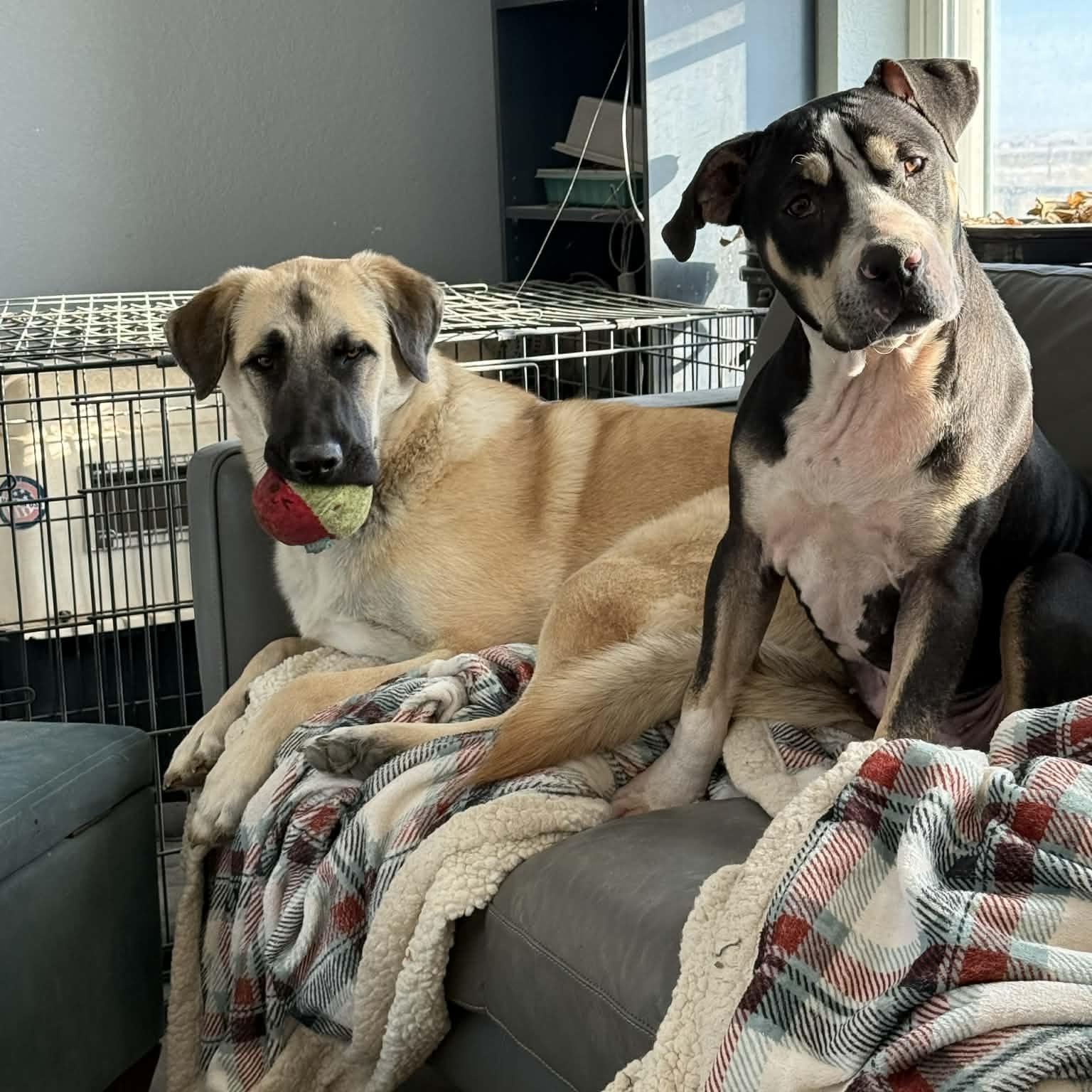 Enlarge Loki, a ADOPTABLE mixed breed in Mead, CO image 4/6