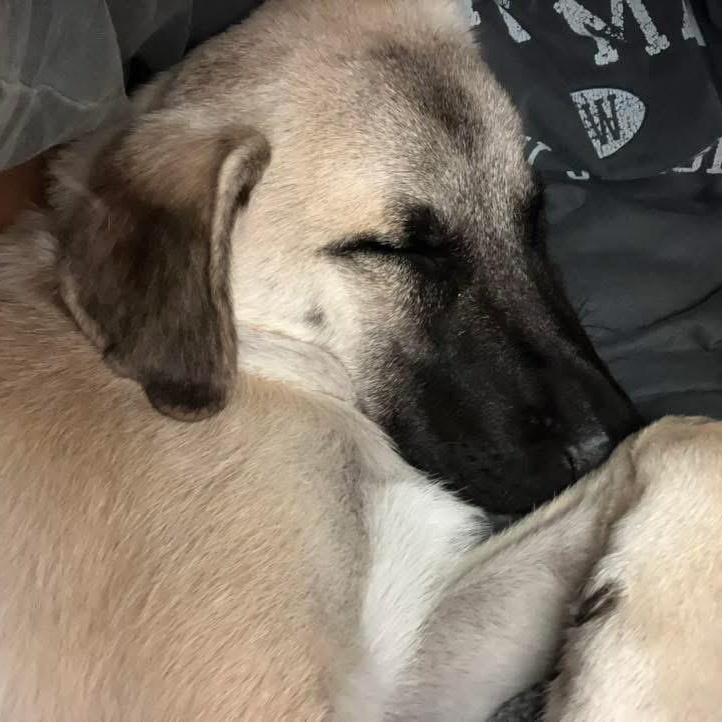 Enlarge Loki, a ADOPTABLE mixed breed in Mead, CO image 3/6