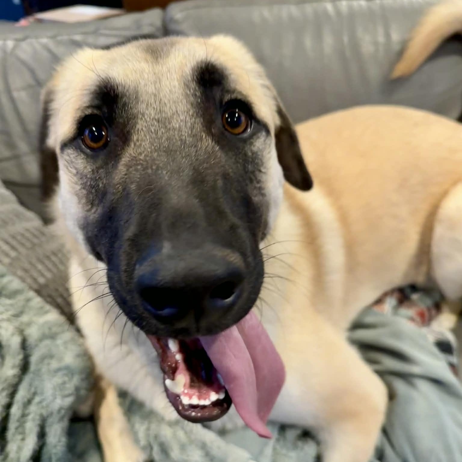 Enlarge Loki, a ADOPTABLE mixed breed in Mead, CO image 5/6
