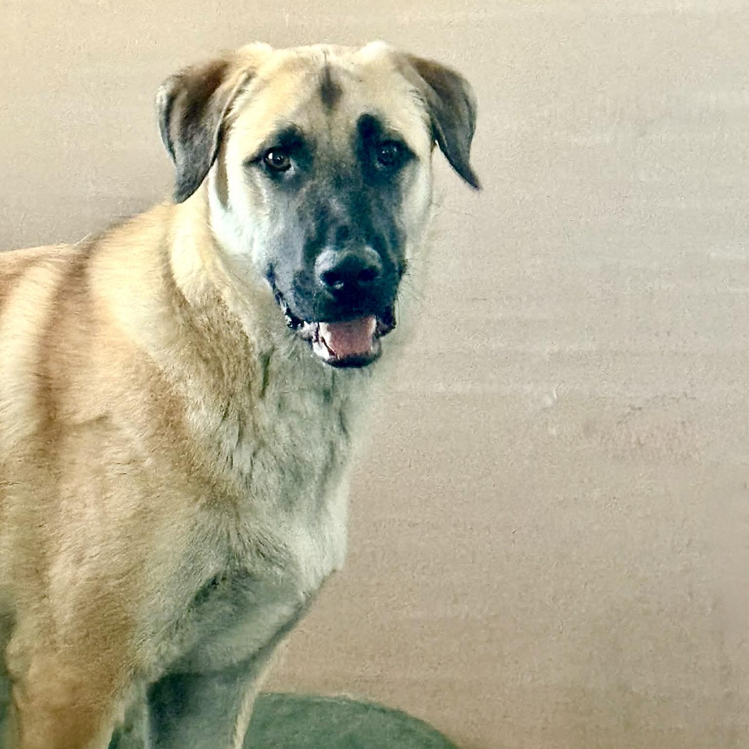 Enlarge Loki, a ADOPTABLE mixed breed in Mead, CO image 6/6