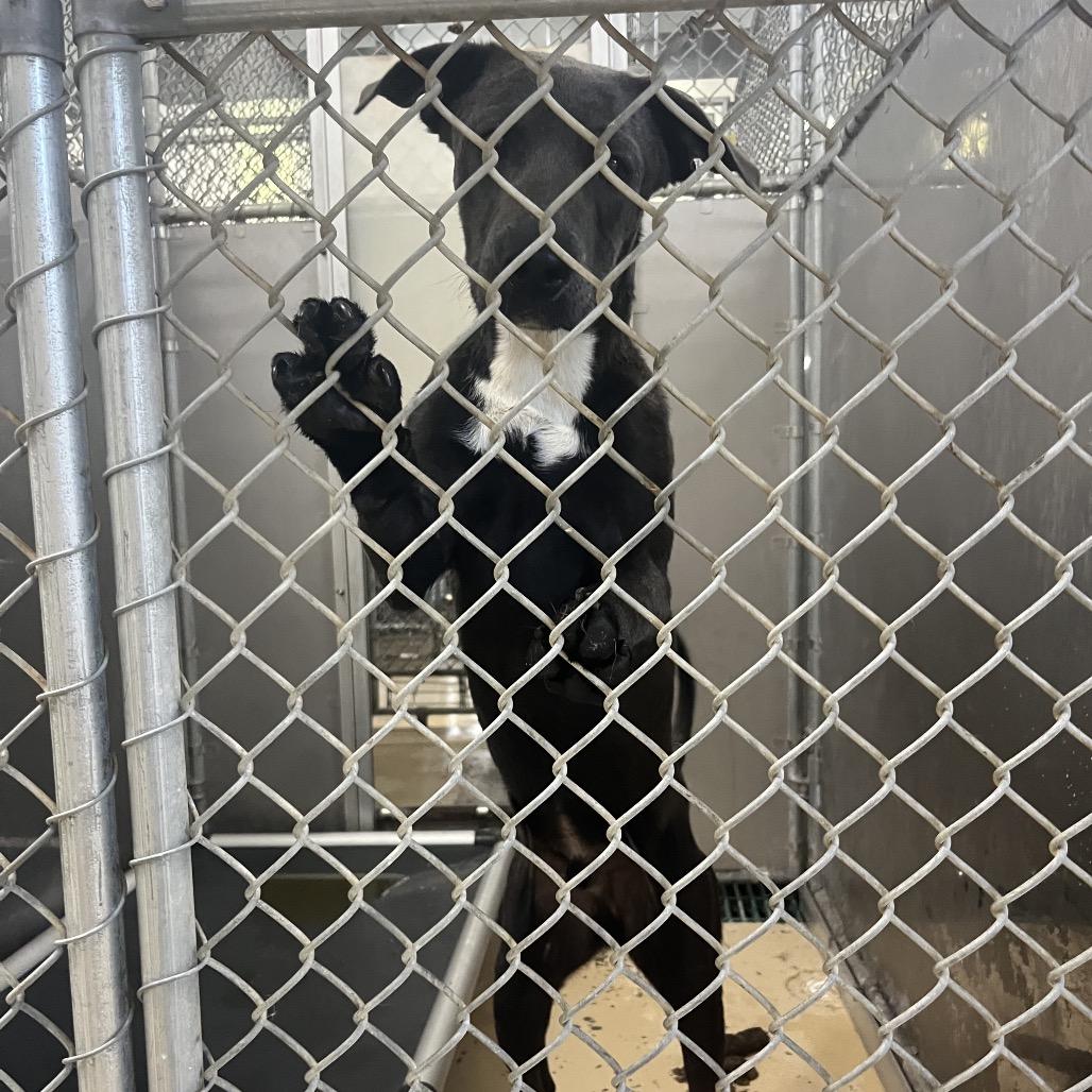 Zeus, Adoptable, Adult Male Labrador Retriever & Labrador Retriever.
