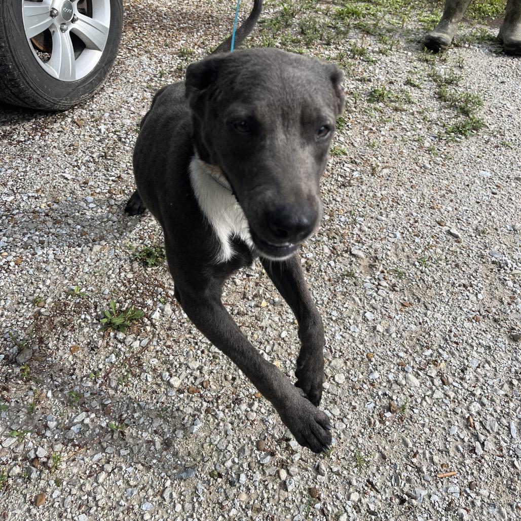 Enlarge Zeus, a Adoptable mixed breed in Canton, IL image 2/5
