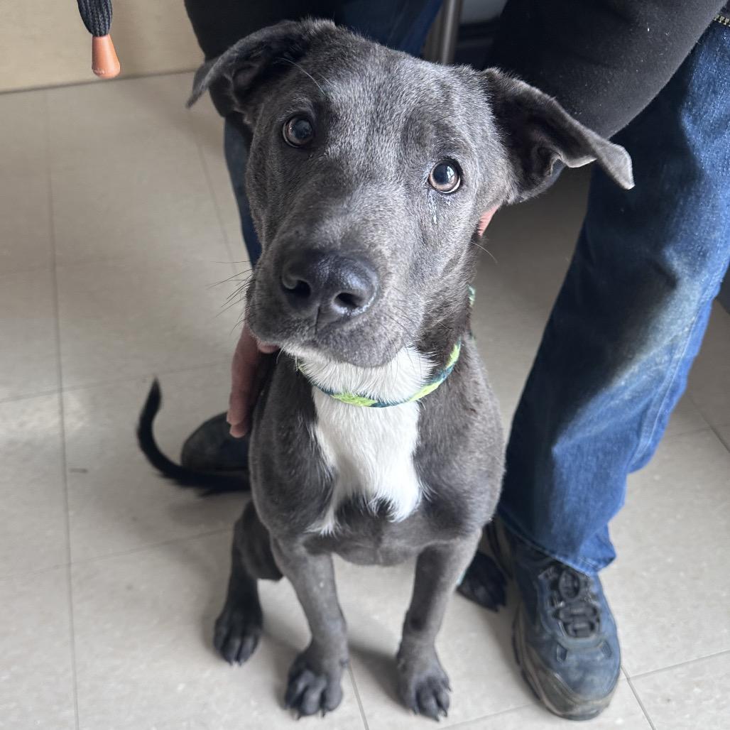 Enlarge Zeus, a Adoptable mixed breed in Canton, IL image 3/5