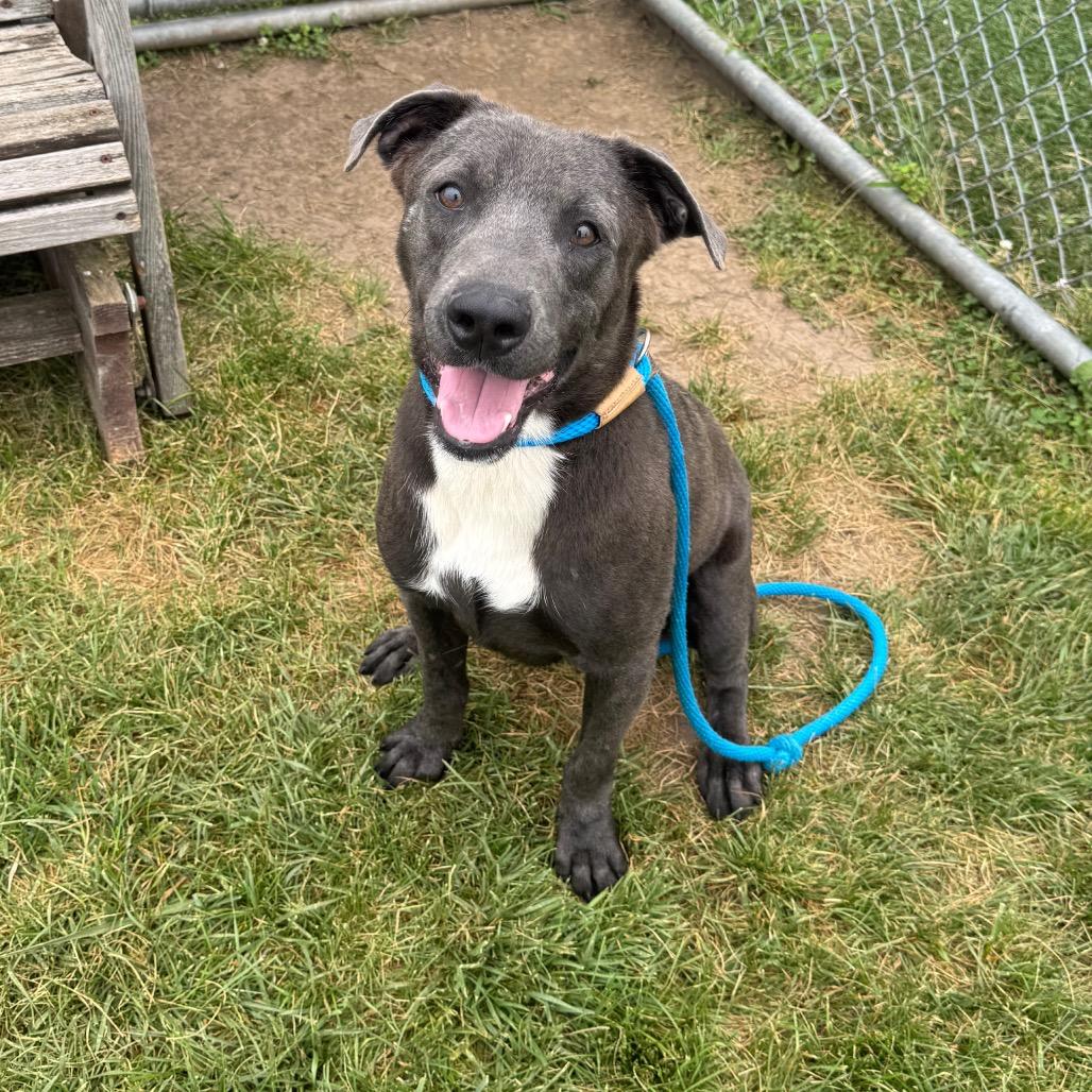 Enlarge Zeus, a Adoptable mixed breed in Canton, IL image 4/5