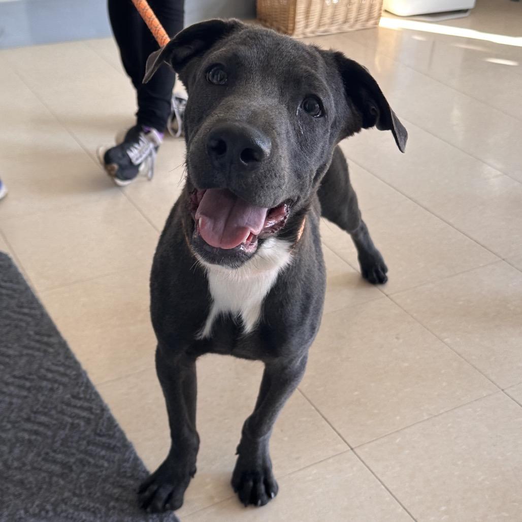Enlarge Zeus, a Adoptable mixed breed in Canton, IL image 5/5