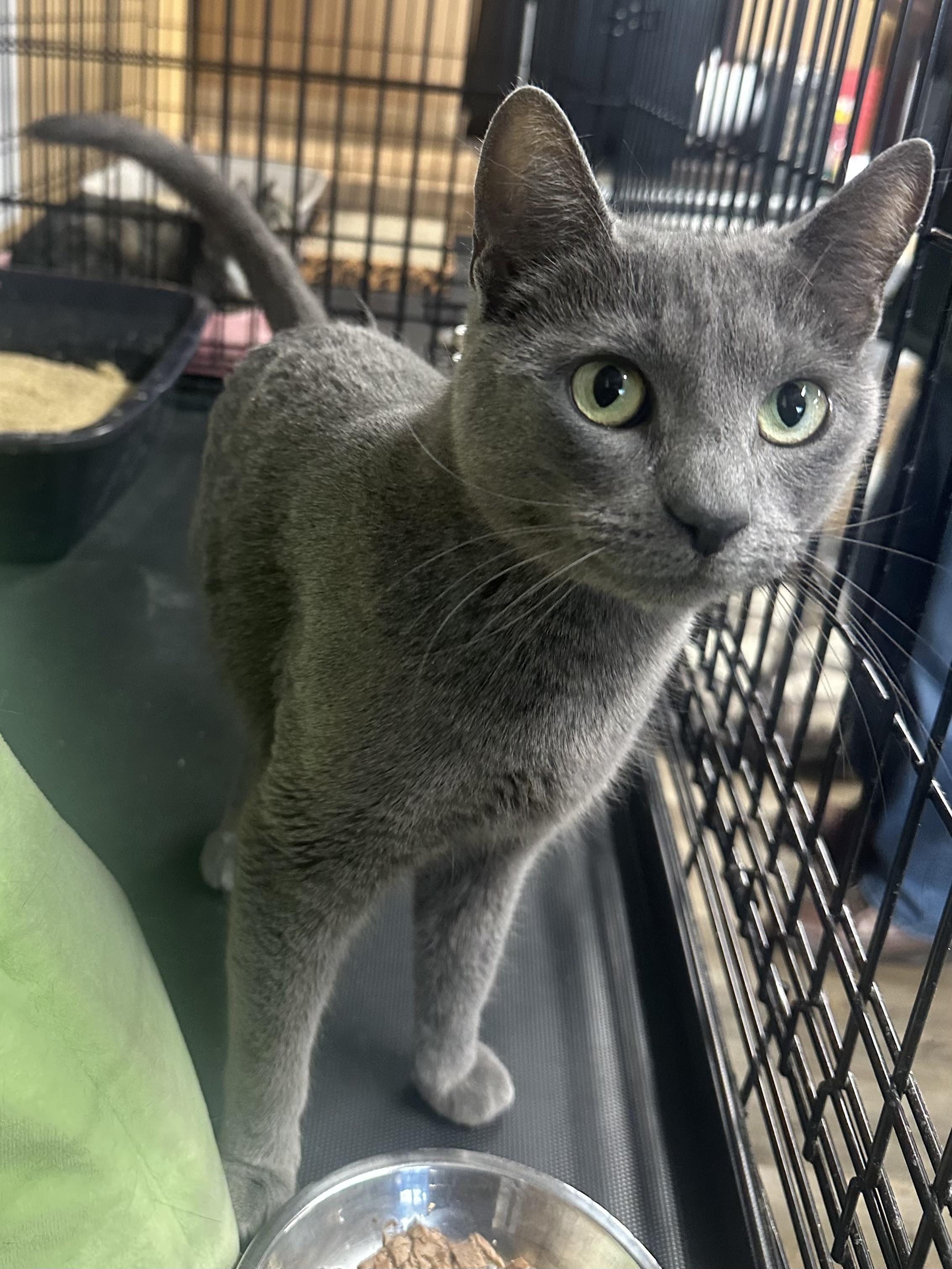 Enlarge Flora, an adopted Domestic Short Hair in Pleasantville, NJ image 1/2