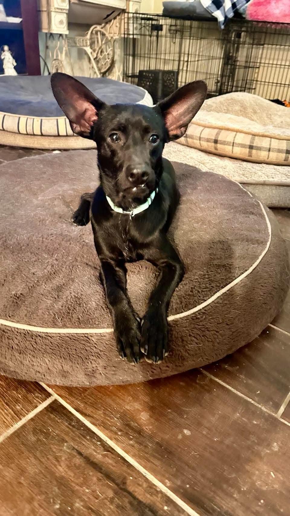 Enlarge Ace, a Adoptable mixed breed in Boston, MA image 5/5