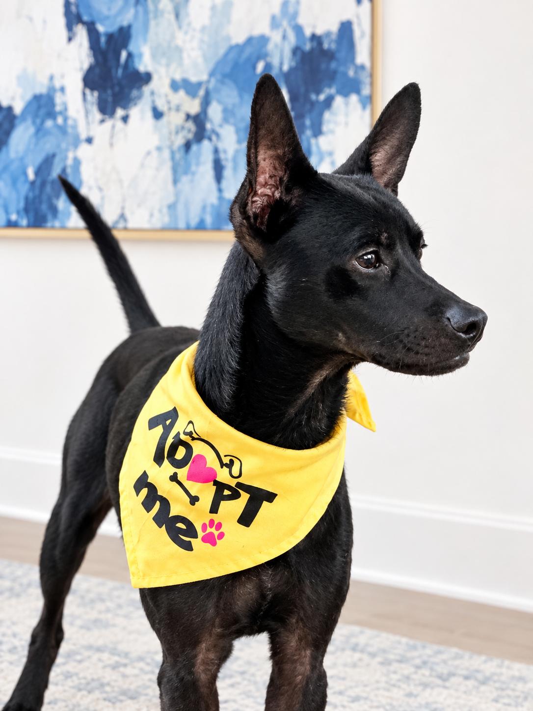 Enlarge Ace, a Adoptable mixed breed in Boston, MA image 3/5