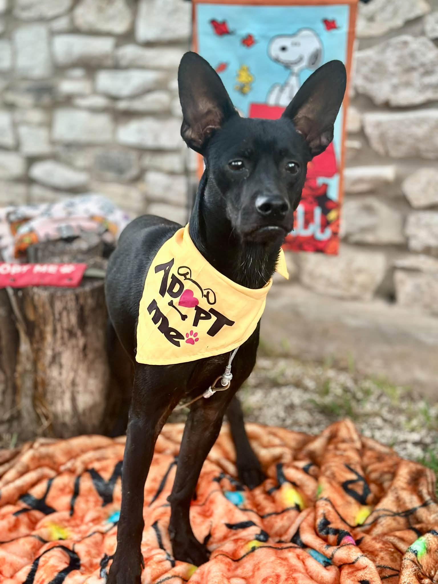 Enlarge Ace, a Adoptable mixed breed in Boston, MA image 4/5
