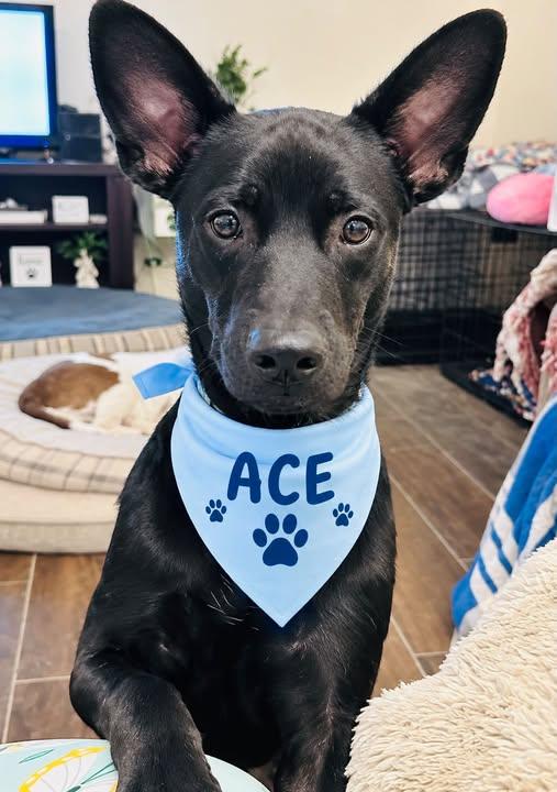 Enlarge Ace, a Adoptable mixed breed in Boston, MA image 1/5