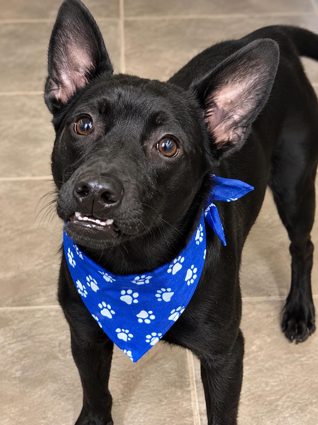 Enlarge Ace, a Adoptable mixed breed in Boston, MA image 2/5
