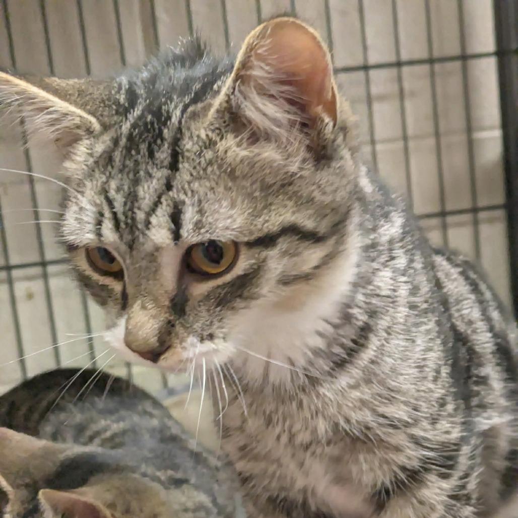 Enlarge Floyd, a Adoptable mixed breed in Toms Brook, VA image 1/1