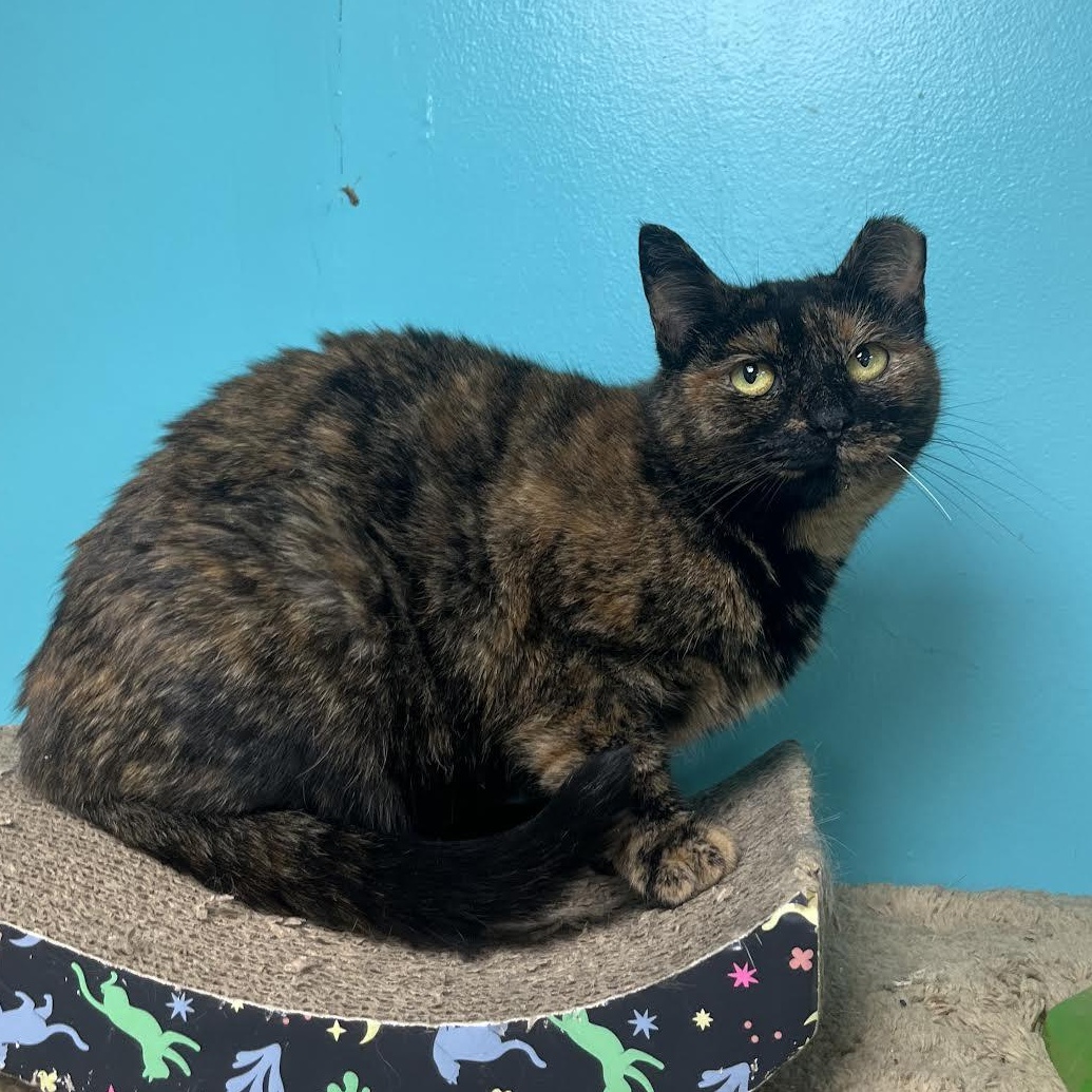 Possum, a Adoptable Domestic Short Hair in Maryville, TN image 1/2