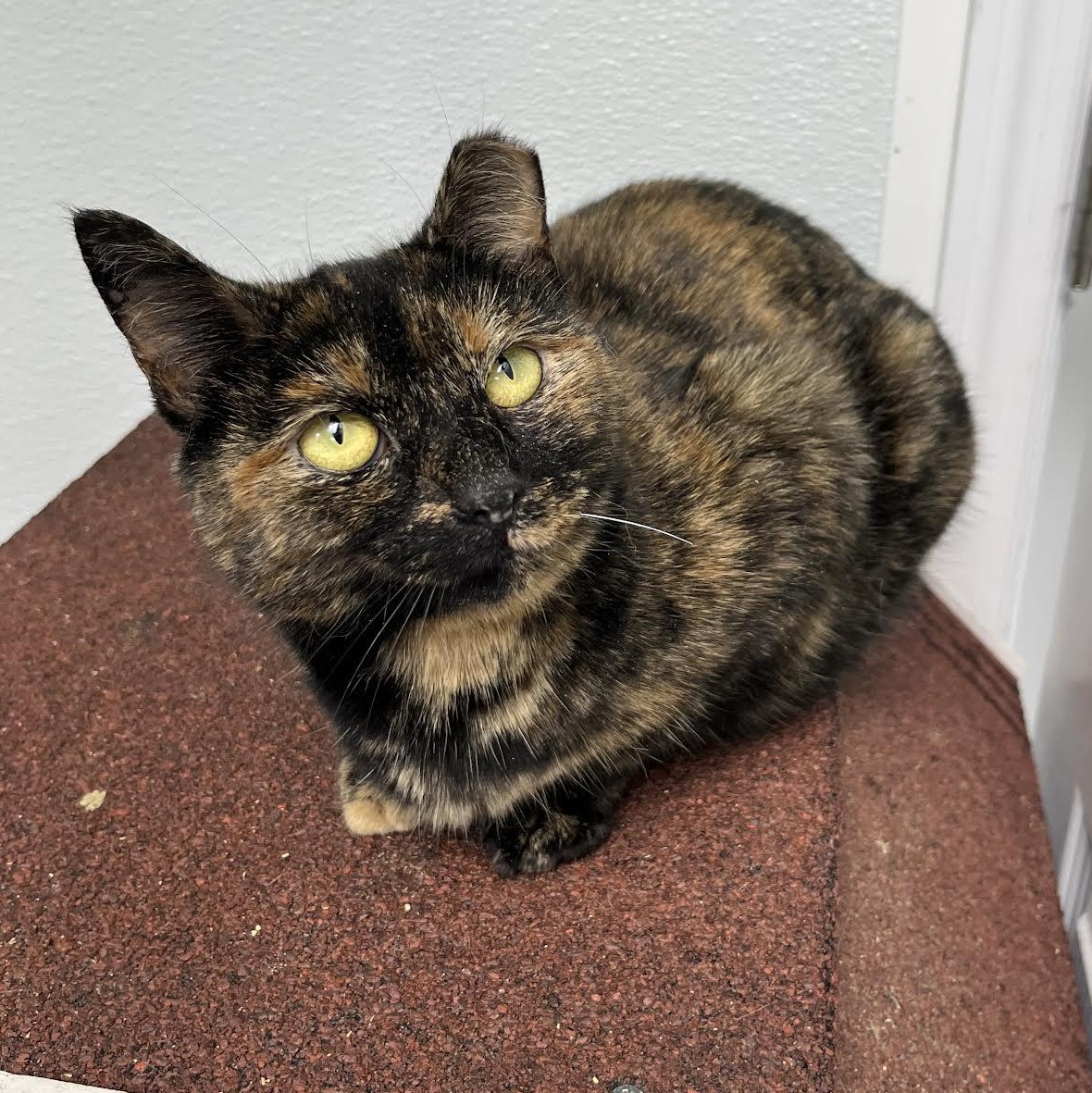 Possum, a Adoptable Domestic Short Hair in Maryville, TN image 2/2