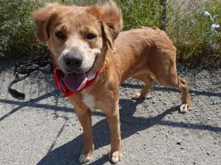 Enlarge Savannah, a ADOPTABLE mixed breed in Anaconda, MT image 6/6