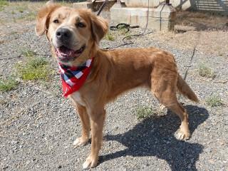 Enlarge Savannah, a ADOPTABLE mixed breed in Anaconda, MT image 2/6