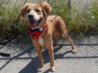 Enlarge Savannah, a ADOPTABLE mixed breed in Anaconda, MT image 5/6