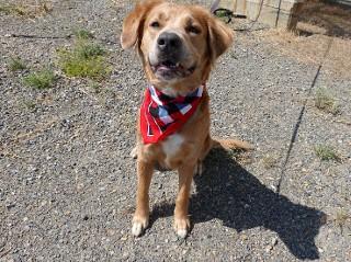 Enlarge Savannah, a ADOPTABLE mixed breed in Anaconda, MT image 4/6