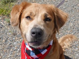 Enlarge Savannah, a ADOPTABLE mixed breed in Anaconda, MT image 3/6