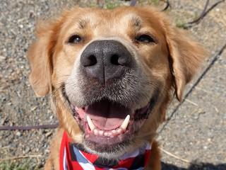Savannah, ADOPTABLE, Adult Female Golden Retriever & Great Pyrenees.