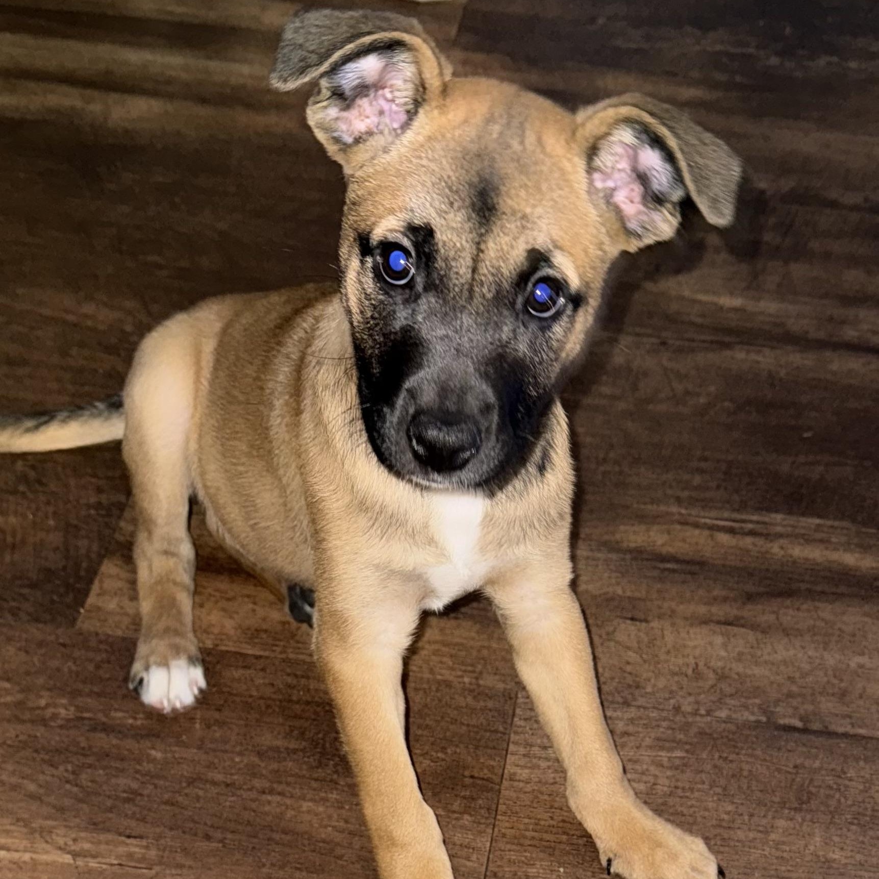 Enlarge SHANNY - ARRIVED IN MAINE JANUARY 24TH, an adopted Mixed Breed in Berwick, ME image 2/6