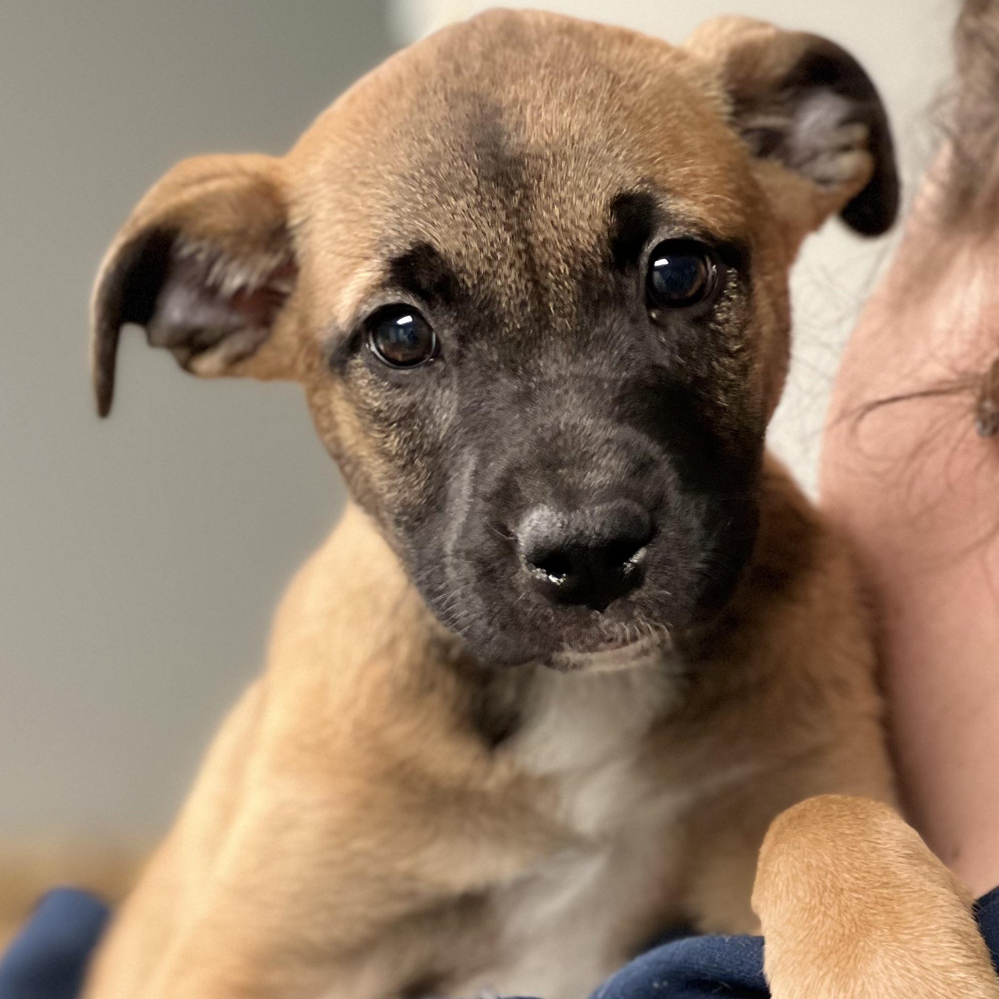 Enlarge SHANNY - ARRIVED IN MAINE JANUARY 24TH, an adopted Mixed Breed in Berwick, ME image 4/6