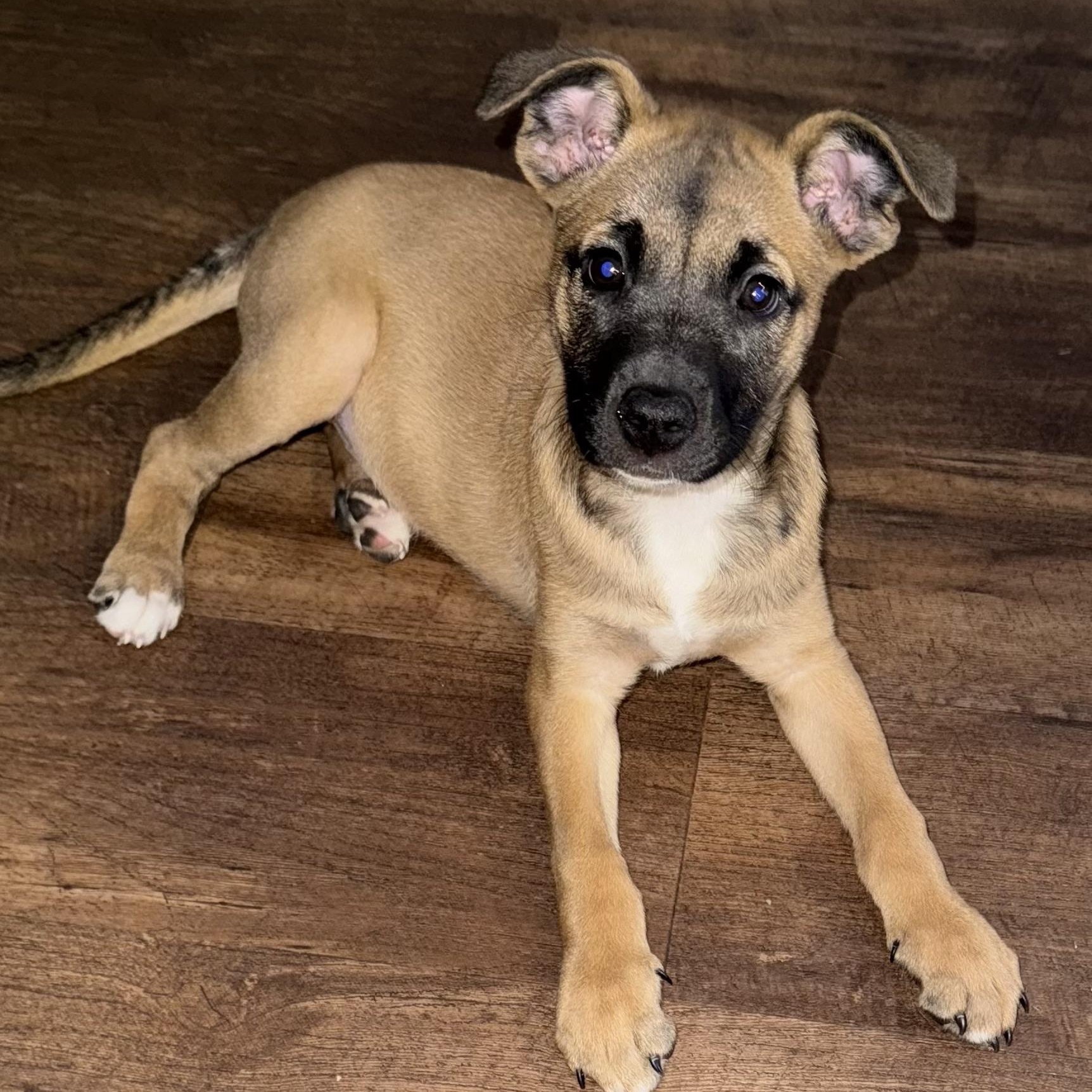 Enlarge SHANNY - ARRIVED IN MAINE JANUARY 24TH, an adopted Mixed Breed in Berwick, ME image 1/6