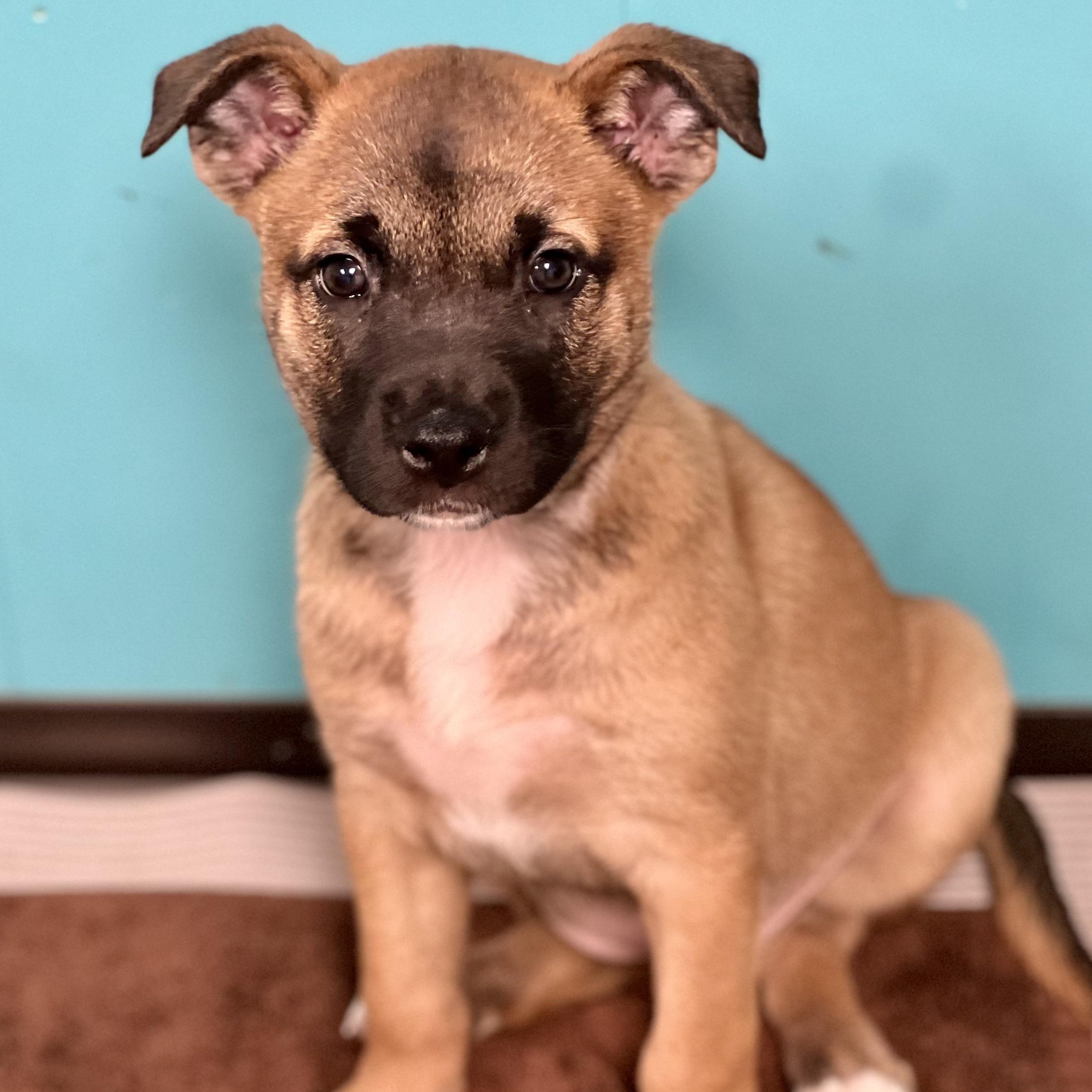 Enlarge SHANNY - ARRIVES IN MAINE JANUARY 24TH, a ADOPTABLE Mixed Breed in Berwick, ME image 1/1