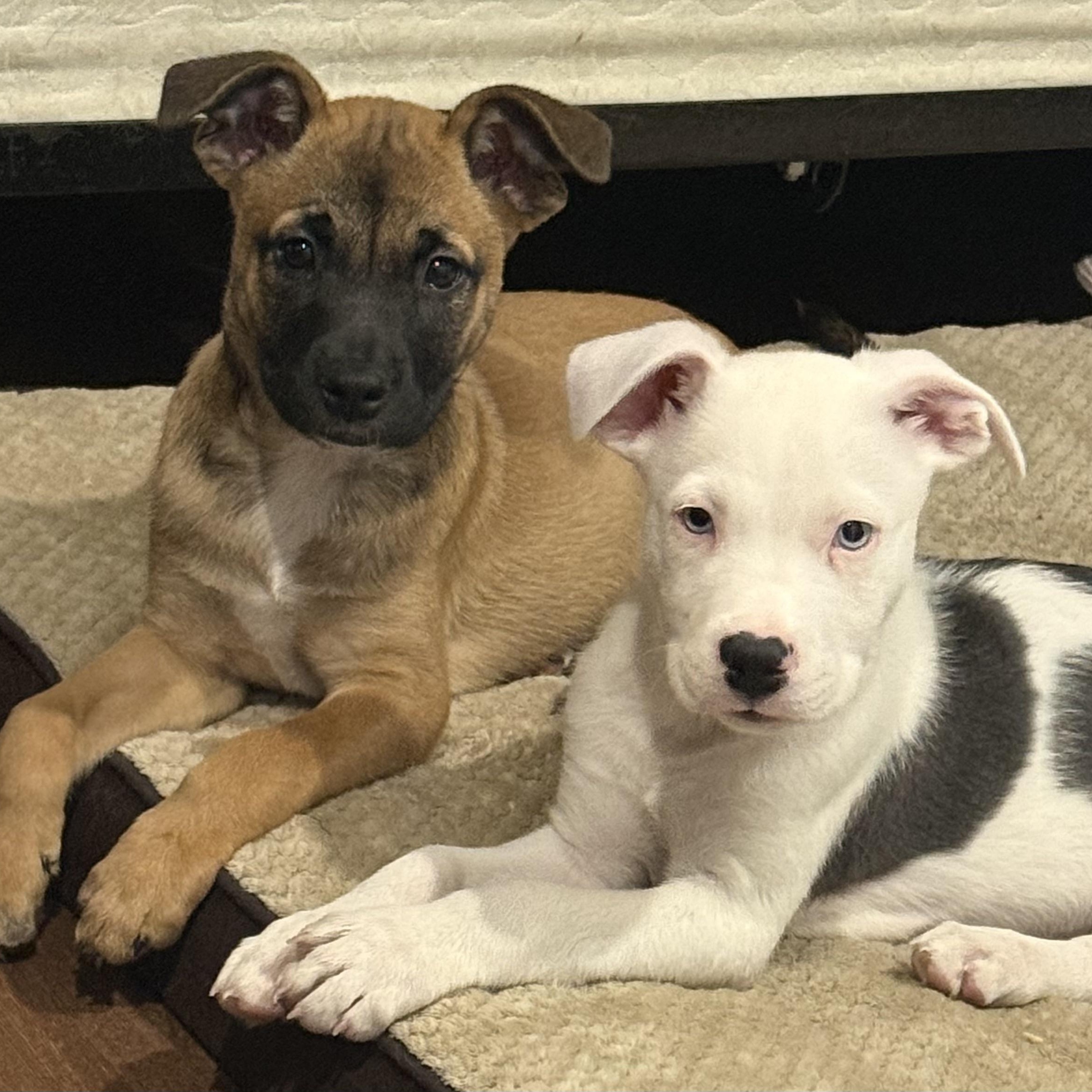 Enlarge SHANNY - ARRIVED IN MAINE JANUARY 24TH, an adopted Mixed Breed in Berwick, ME image 6/6