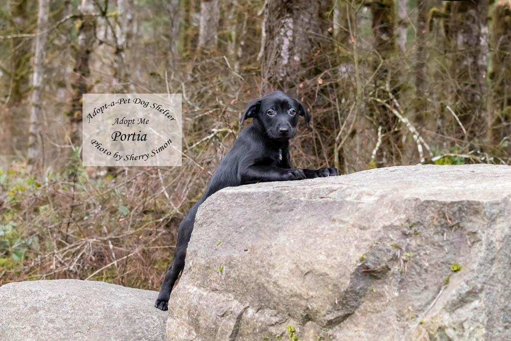 Enlarge PORTIA, a Adoptable mixed breed in Shelton, WA image 5/6