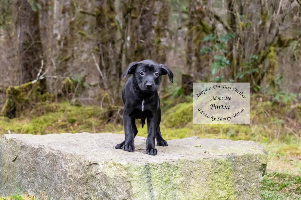 Enlarge PORTIA, a Adoptable mixed breed in Shelton, WA image 4/6