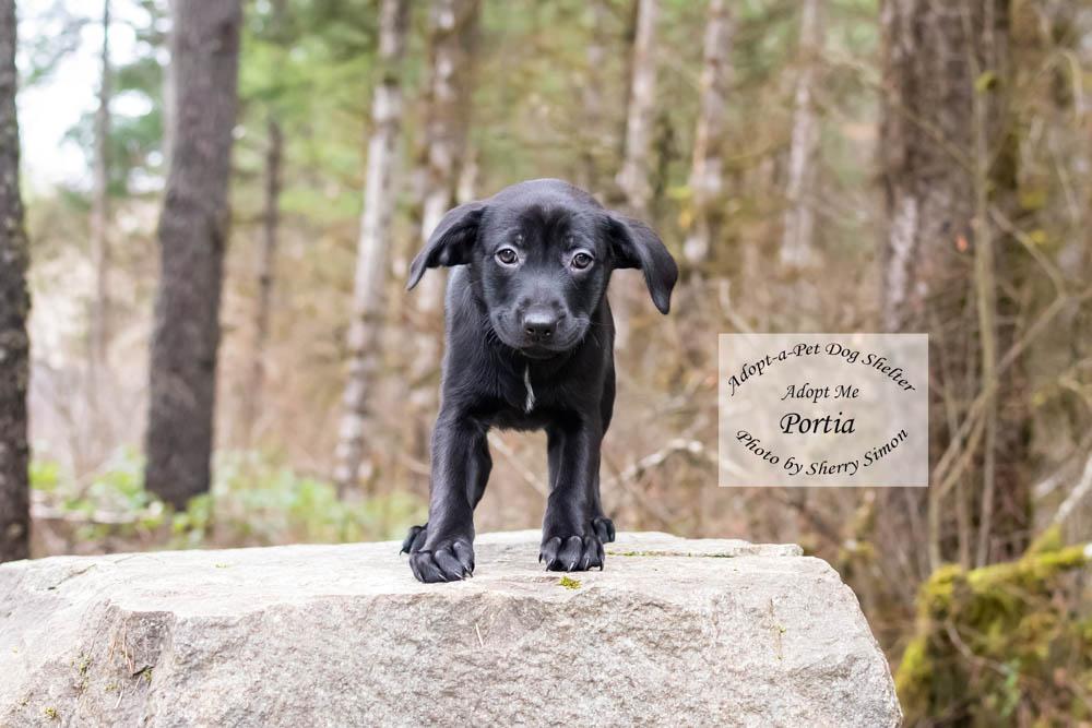 Enlarge PORTIA, a Adoptable mixed breed in Shelton, WA image 6/6