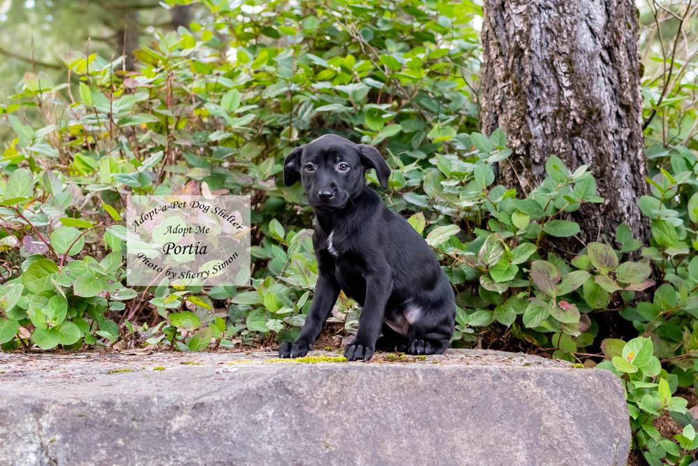 Enlarge PORTIA, a Adoptable mixed breed in Shelton, WA image 1/6