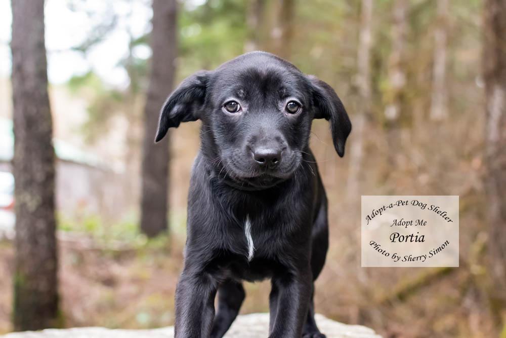 Enlarge PORTIA, a Adoptable mixed breed in Shelton, WA image 2/6