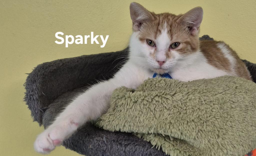 Enlarge Sparky, a Adoptable mixed breed in Kendallville, IN image 1/1