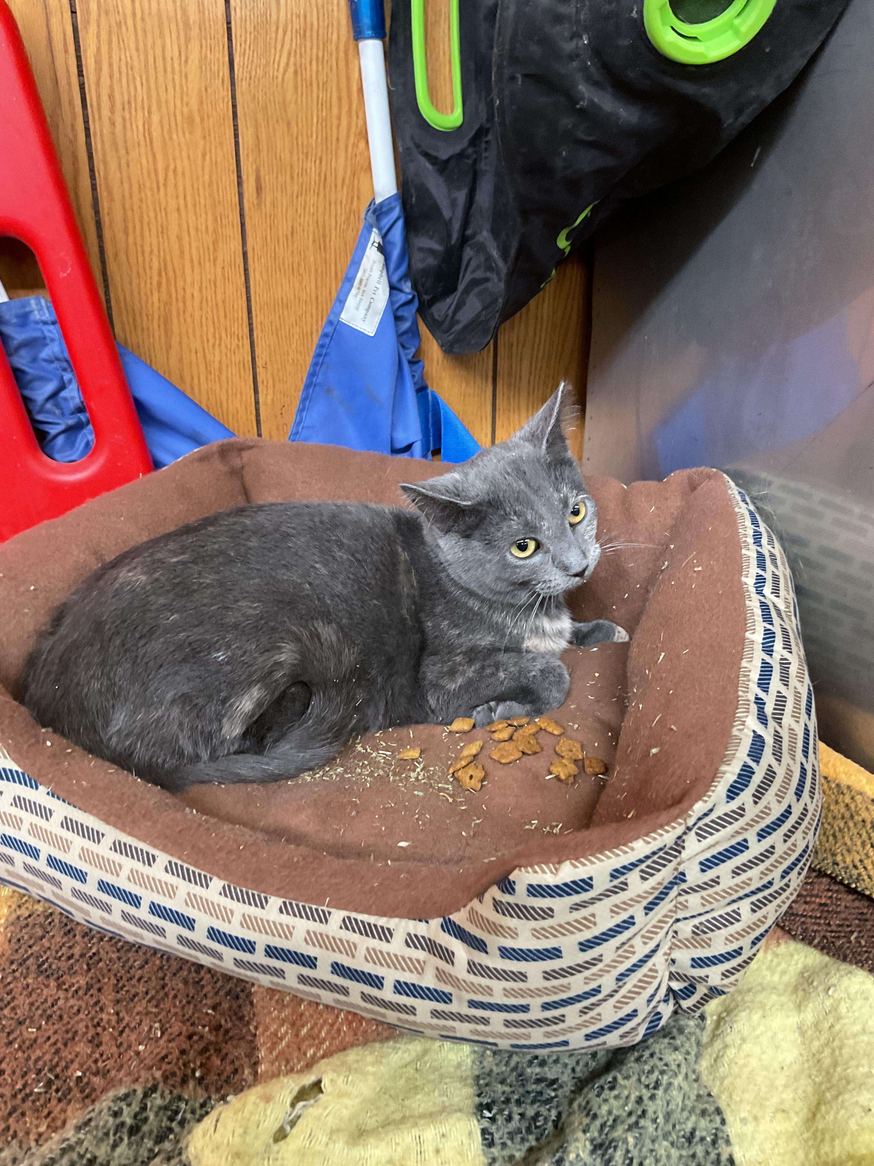 Barney, Adoptable, Young Female Domestic Short Hair.