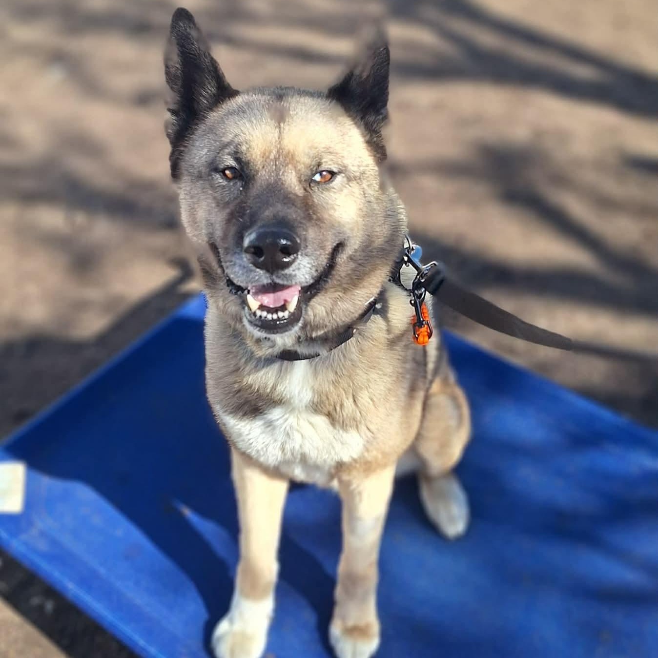 トップス Akita Akitas for Adoption in Dix Hills, New York | Petfinder