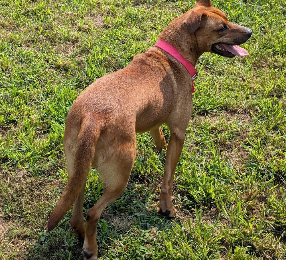 Enlarge Thistle, a Adoptable mixed breed in Carthage, IL image 6/6