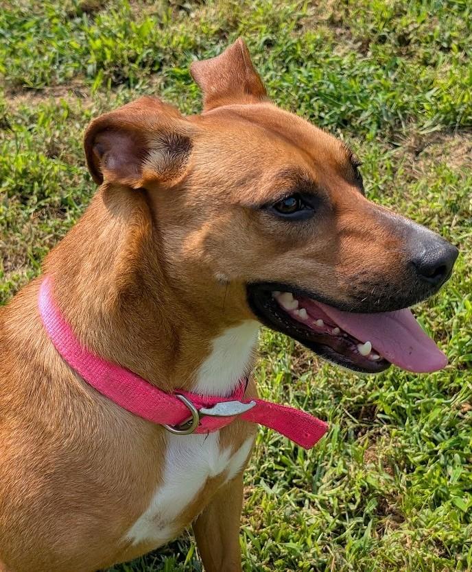 Enlarge Thistle, a Adoptable mixed breed in Carthage, IL image 3/6