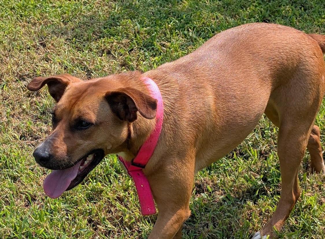 Enlarge Thistle, a Adoptable mixed breed in Carthage, IL image 4/6